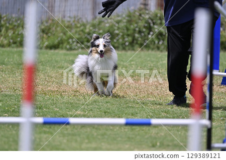 一隻喜樂蒂牧羊犬在訓犬師的指導下飛奔。犬類敏捷性、犬類學校、犬類運動。 129389121
