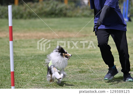 女人給予指示和喜樂蒂犬敏捷犬學校犬運動 129389125