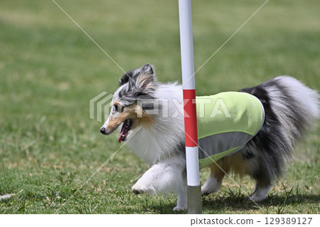 微笑的喜樂蒂牧羊犬奔跑犬敏捷犬學校犬運動 129389127