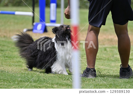 喜樂蒂牧羊犬和訓犬師有眼神接觸、犬隻敏捷性、犬隻學校、犬隻運動 129389130