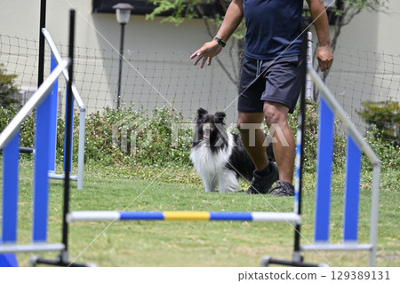 男人給予指示和喜樂蒂犬敏捷性狗學校狗運動 129389131