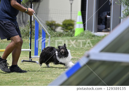 喜樂蒂牧羊犬在看男人時飛奔而來 狗狗敏捷 狗狗學校 狗狗運動 喜樂蒂牧羊犬在看男人時飛奔而來 狗狗敏捷 狗狗學校 狗狗運動 129389135