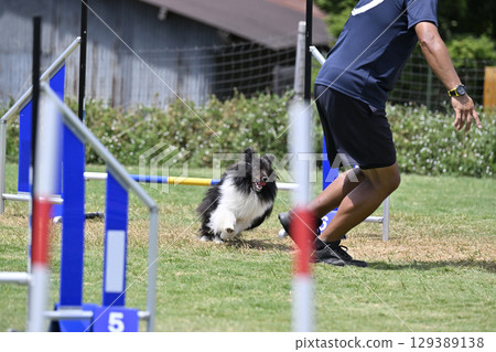 喜樂蒂牧羊犬與人一起奔跑，狗的敏捷性，狗學校，狗運動 129389138