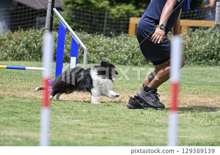 喜樂蒂牧羊犬與人一起奔跑,狗的敏捷性,狗學校,狗運動 喜樂蒂牧羊犬與人一起奔跑,狗的敏捷性,狗學校,狗運動 129389139