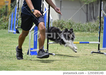 一名男子正在指導跳躍,一隻喜樂蒂牧羊犬正在跳躍。犬類敏捷訓練、犬類學校、犬類運動。 一名男子正在指導跳躍,一隻喜樂蒂牧羊犬正在跳躍。犬類敏捷訓練、犬類學校、犬類運動。 129389140