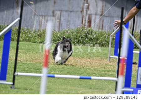 男人給予指示和喜樂蒂犬敏捷性狗學校狗運動 129389143