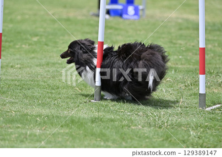 喜樂蒂牧羊犬障礙滑雪、犬隻敏捷性、狗學校、狗運動 129389147