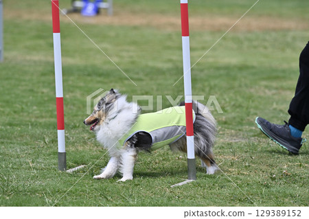 Sheltie Slalom Dog Agility Dog School Dog Sports 129389152