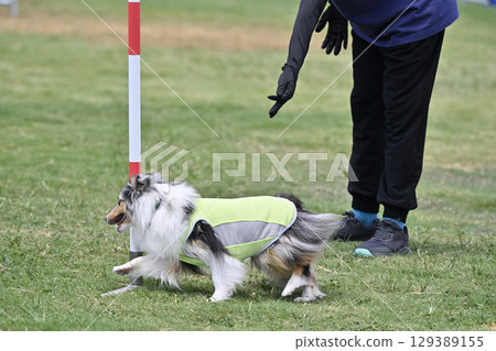 A Sheltie sprints energetically with a woman giving instructions. Dog agility, dog school, dog sports 129389155
