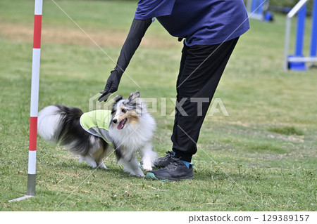 喜樂蒂牧羊犬和一位女士給予指示 狗狗敏捷性 狗狗學校 狗狗運動 129389157