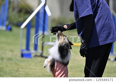 女人和喜樂蒂牧羊犬一起玩耍 敏捷犬學校 狗運動 129389171