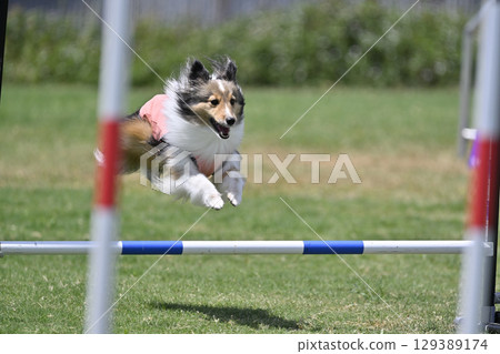 強大的喜樂蒂跳躍犬敏捷犬學校犬運動 強大的喜樂蒂跳躍犬敏捷犬學校犬運動 129389174