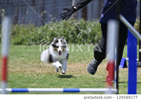 喜樂蒂牧羊犬和訓犬員快樂奔跑 狗狗敏捷 狗狗學校 狗狗運動 129389177