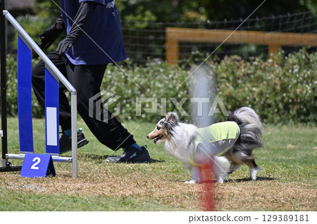 Shelties and dog trainers, dog agility, dog school, dog sports 129389181