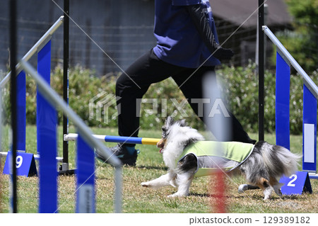 喜樂蒂牧羊犬和訓犬師（訓犬師） 犬類敏捷性 犬學校 犬類運動 129389182