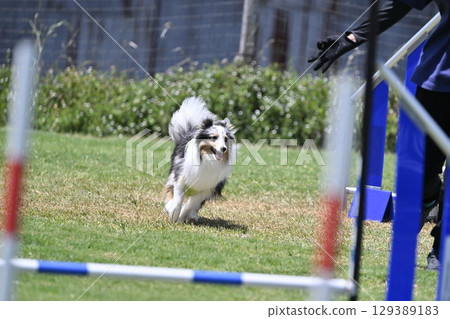 Shelties and handlers (dog trainers) Dog agility Dog school Dog sports 129389183