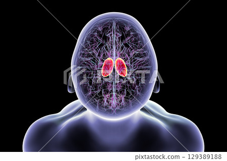 Thalamus in human brain, 3D illustration 129389188