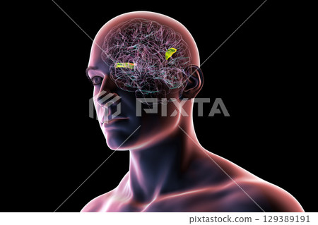 Human brain with the transverse temporal gyri, 3D illustration Human brain with the transverse temporal gyri, 3D illustration 129389191