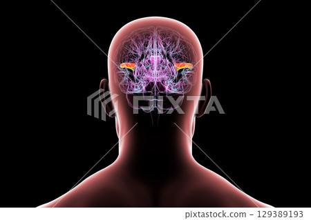 Human brain with the transverse temporal gyri, 3D illustration Human brain with the transverse temporal gyri, 3D illustration 129389193