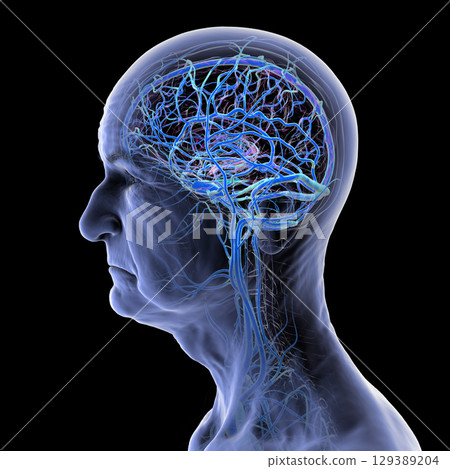 Brain veins, 3D illustration Brain veins, 3D illustration 129389204