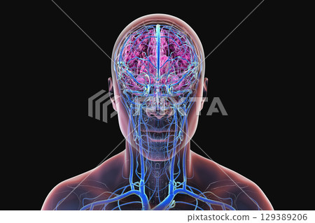 Brain veins, 3D illustration Brain veins, 3D illustration 129389206