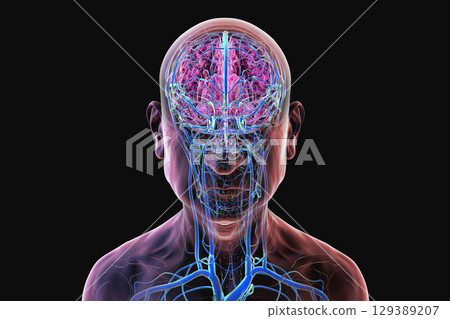 Brain veins, 3D illustration Brain veins, 3D illustration 129389207