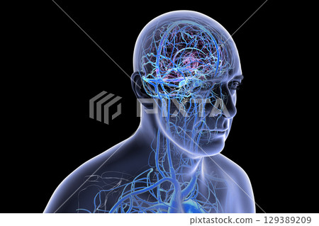 Brain veins, 3D illustration 129389209