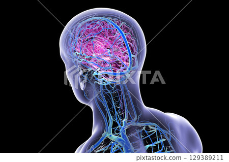 Brain veins, 3D illustration Brain veins, 3D illustration 129389211