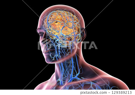 Brain veins, 3D illustration 129389213