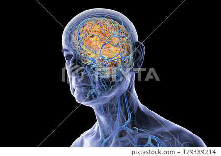 Brain veins, 3D illustration 129389214