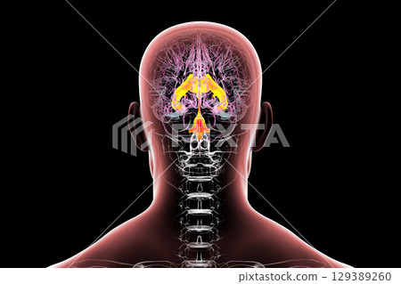 Ventricular system of the brain, 3D illustration Ventricular system of the brain, 3D illustration 129389260