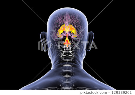 Ventricular system of the brain, 3D illustration Ventricular system of the brain, 3D illustration 129389261