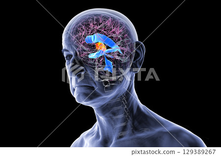 Third brain ventricle, 3D illustration 129389267