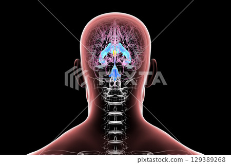 Third brain ventricle, 3D illustration 129389268