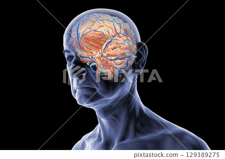 Human brain with highlighted vessels in a senior person, 3D illustration 129389275