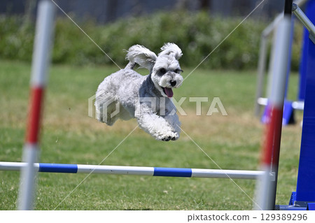 令人印象深刻的雪納瑞跳躍犬敏捷犬學校犬運動 令人印象深刻的雪納瑞跳躍犬敏捷犬學校犬運動 129389296