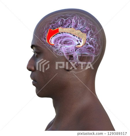 Anterior cingulate cortex in human brain, 3D illustration. Anterior cingulate cortex in human brain, 3D illustration. 129389317