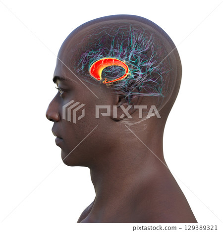 Human brain with highlighted caudate nucleus, 3D illustration Human brain with highlighted caudate nucleus, 3D illustration 129389321