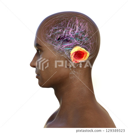 Human brain with highlighted cerebellum, 3D illustration 129389323