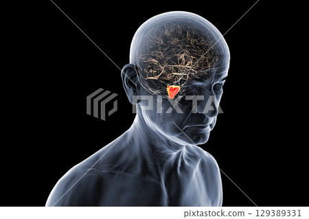Medulla oblongata highlighted in human brain, illustration 129389331