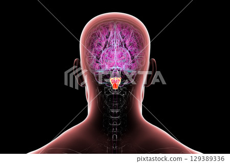 Medulla oblongata highlighted in human brain, illustration Medulla oblongata highlighted in human brain, illustration 129389336