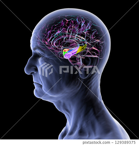 Human brain mid-section with highlighted amygdala (red), hippocampus (blue), parahippocampal gyrus and associated cortices: perirhinal (green), entorhinal (purple), parahippocampal (yellow). Human brain mid-section with highlighted amygdala (red), hippocampus (blue), parahippocampal gyrus and associated cortices: perirhinal (green), entorhinal (purple), parahippocampal (yellow). 129389375