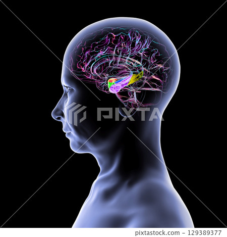 Human brain mid-section with highlighted amygdala (red), hippocampus (blue), parahippocampal gyrus and associated cortices: perirhinal (green), entorhinal (purple), parahippocampal (yellow). Human brain mid-section with highlighted amygdala (red), hippocampus (blue), parahippocampal gyrus and associated cortices: perirhinal (green), entorhinal (purple), parahippocampal (yellow). 129389377