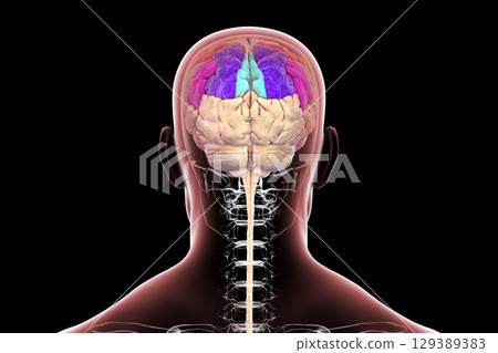 Brain parietal gyri: postcentral (red), superior parietal lobule (dark blue), inferior parietal lobule with supramarginal gyrus (green), angular (purple), and precuneus (light blue), 3D illustration 129389383