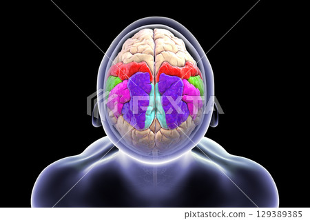 Brain parietal gyri: postcentral (red), superior parietal lobule (dark blue), inferior parietal lobule with supramarginal gyrus (green), angular (purple), and precuneus (light blue), 3D illustration 129389385