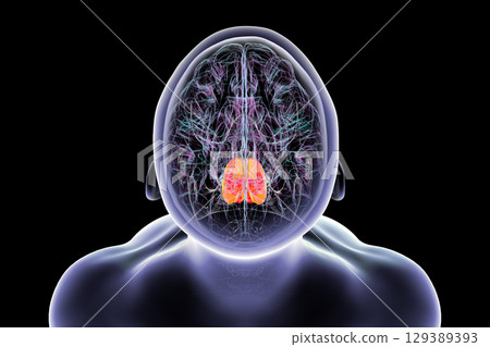 Pons highlighted in human brain, 3D illustration. 129389393