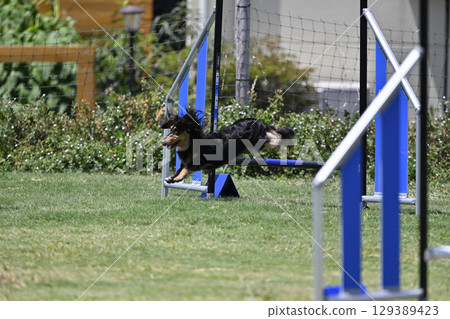 Profile of a jumping Dachshund Dog Agility Dog School Dog Sports Profile of a jumping Dachshund Dog Agility Dog School Dog Sports 129389423