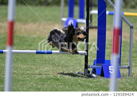 Dachshund's impressive jumps Dog agility Dog school Dog sports Dachshund's impressive jumps Dog agility Dog school Dog sports 129389424