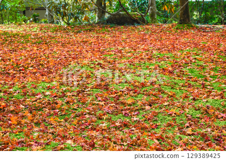 Ohara Sanzen-in Temple Yusei Garden: Beautiful fallen maples and moss (Sakyo Ward, Kyoto City, Kyoto Prefecture) 129389425