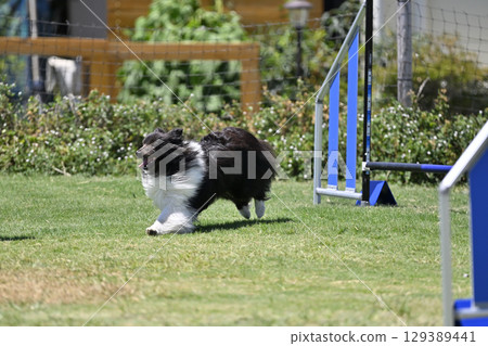 瀟灑喜樂蒂牧羊犬 跑步犬 敏捷犬 學校犬 運動 129389441